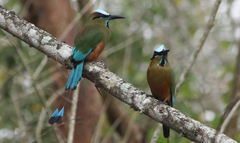 Eumomota superciliosa