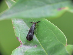 Mystacides sepulchralis