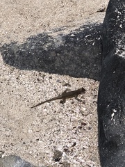 Microlophus delanonis