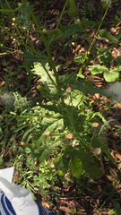 Urospermum picroides