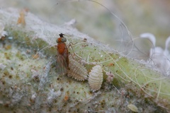 Anagyrus pseudococci
