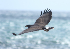 Buteogallus anthracinus anthracinus