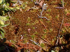 Sphagnum fuscum