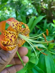 Lilium pardalinum