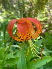 Lilium pardalinum
