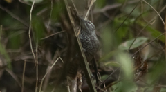 Pheugopedius maculipectus