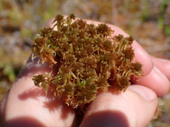 Sphagnum fuscum