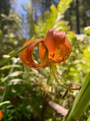 Lilium pardalinum