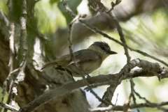 Pachyramphus aglaiae