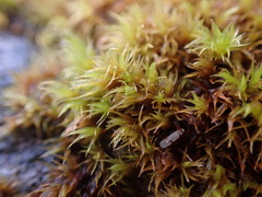 Racomitrium fasciculare