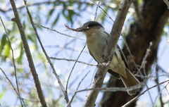 Pachyramphus aglaiae