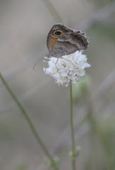Pyronia cecilia