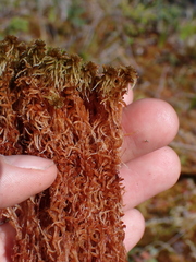 Sphagnum fuscum