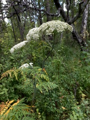 Conioselinum tataricum