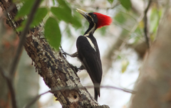 Campephilus guatemalensis