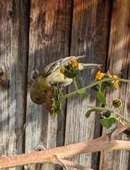 Spinus psaltria