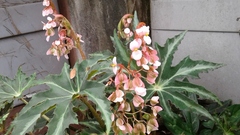 Begonia heracleifolia