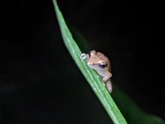 Pseudophilautus wynaadensis