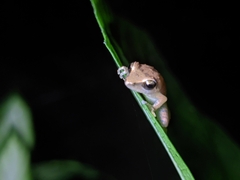 Pseudophilautus wynaadensis