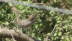 Campylorhynchus yucatanicus