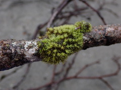 Plenogemma phyllantha