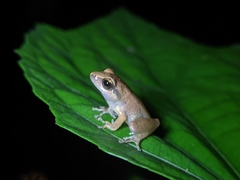 Pseudophilautus wynaadensis
