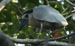 Cochlearius cochlearius
