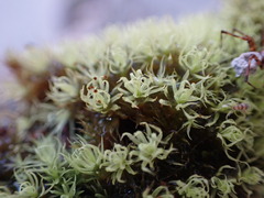 Plenogemma phyllantha