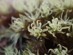 Plenogemma phyllantha