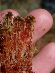Sphagnum fuscum