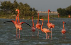 Phoenicopterus ruber