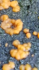Dacrymyces stillatus