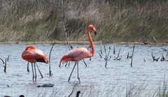 Phoenicopterus ruber