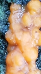 Dacrymyces stillatus