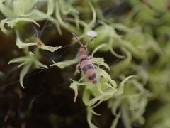 Entomobrya triangularis