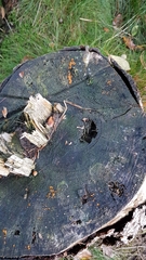 Dacrymyces stillatus