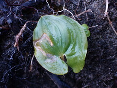 Parallelomma vittatum