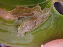 Parallelomma vittatum