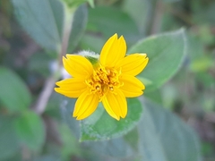 Wedelia hispida