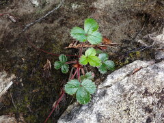 Fragaria chiloensis pacifica
