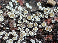 Myriolecis dispersa