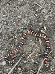Lampropeltis abnorma