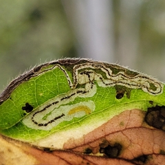 Stigmella lonicerarum