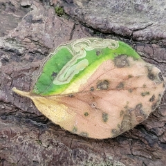 Stigmella lonicerarum