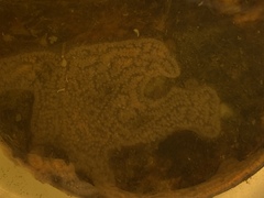 Botrylloides violaceus