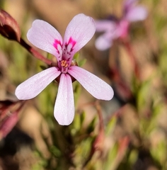 Pelargonium laevigatum laevigatum