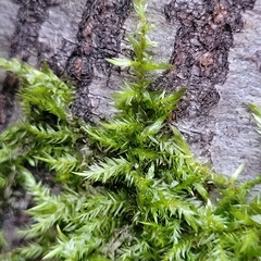 Calliergonella cuspidata