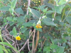 Wedelia hispida