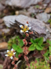Saxifraga strigosa