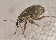 Trichosirocalus